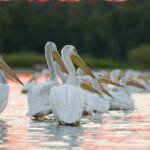 Come for this Bird Observation